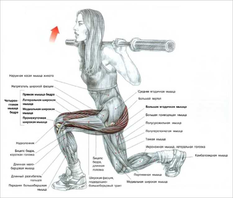 Силовые упражнения для развития мышц