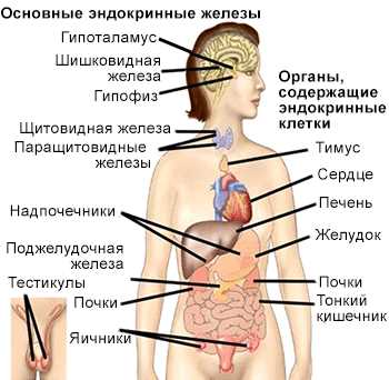 Гипотиреоз, его симптомы и лечение