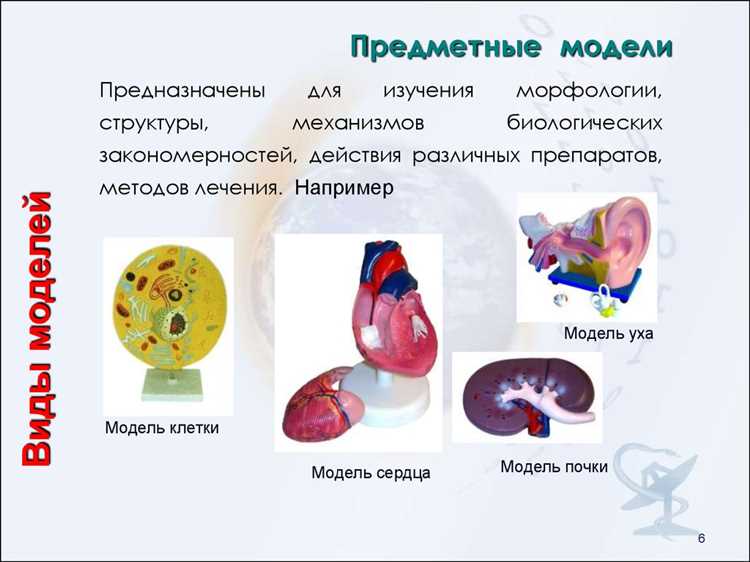 Биомедицинская модель: роль в исследованиях и разработке медицинских технологий